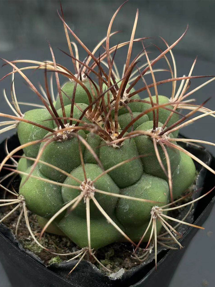 Gymnocalycium saglionis