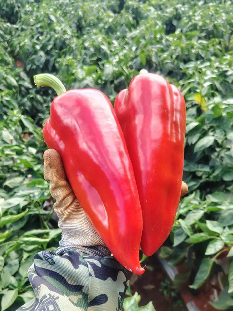 Conical Red Sweet Pepper