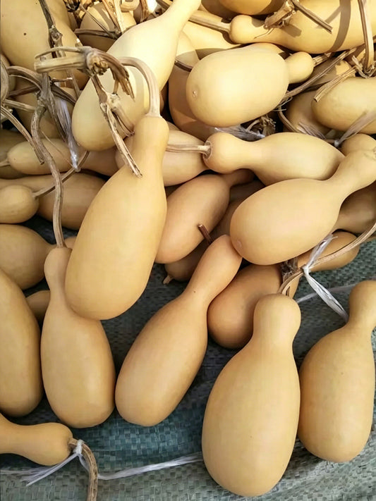 Flower Bottle Gourd