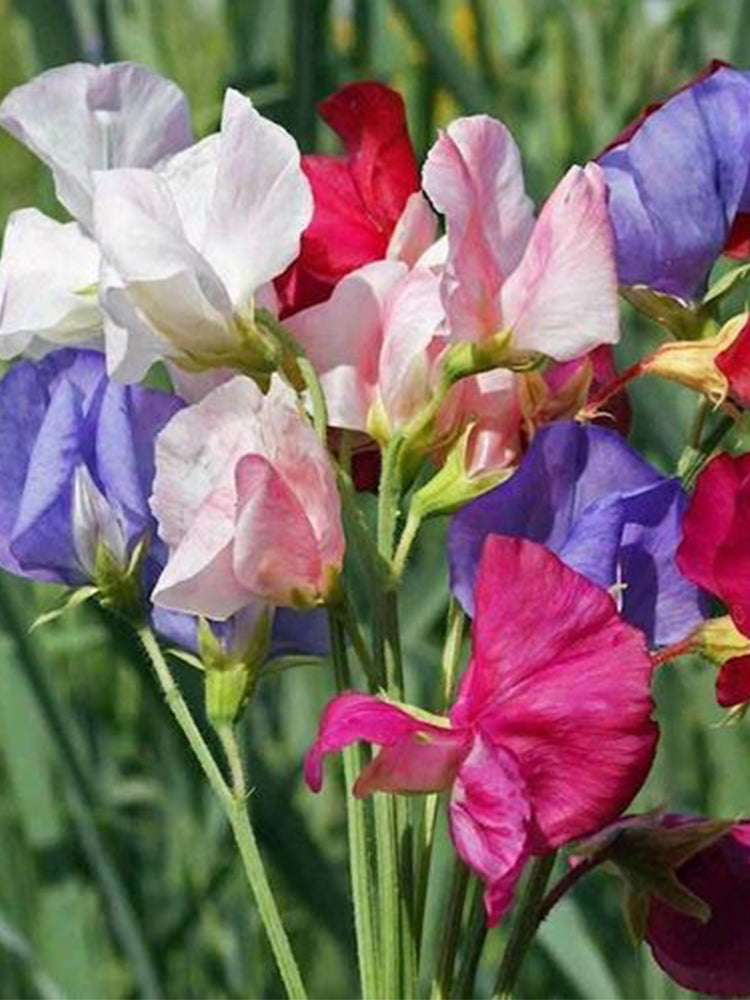 Royal Symphony' Sweet Pea Mixed (Lathyrus odoratus)