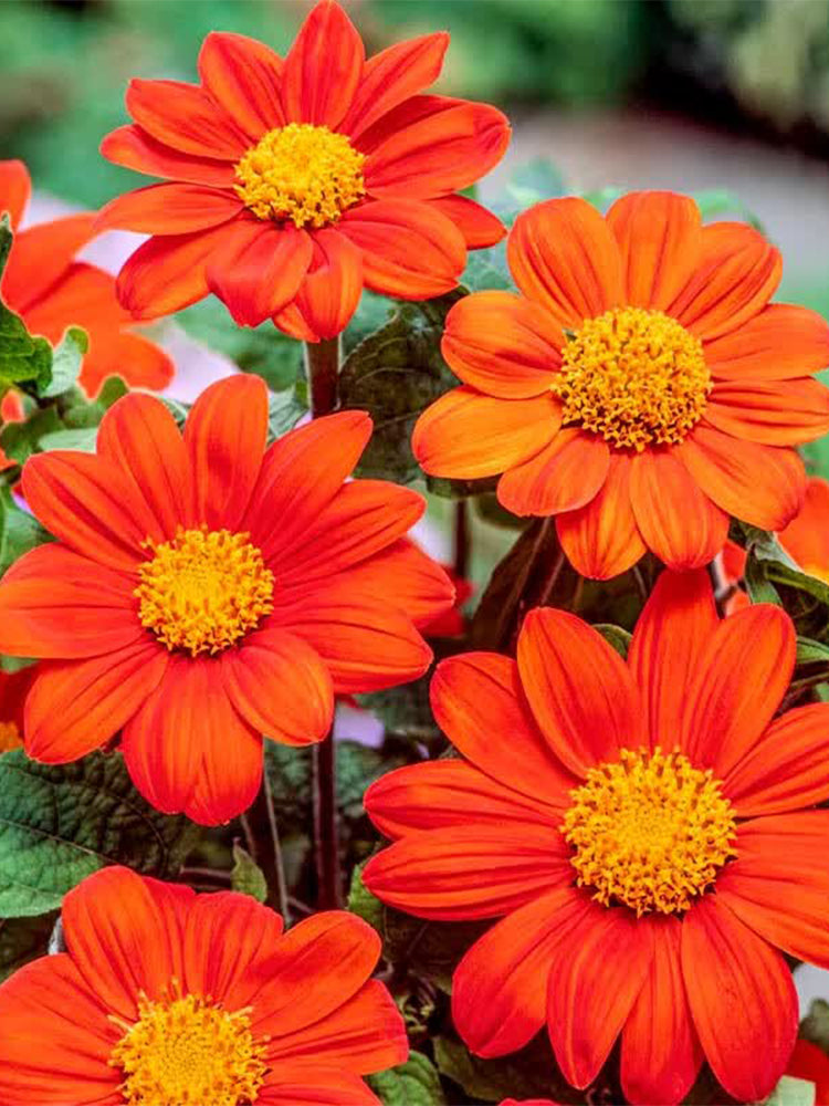 Mexican Sunflower