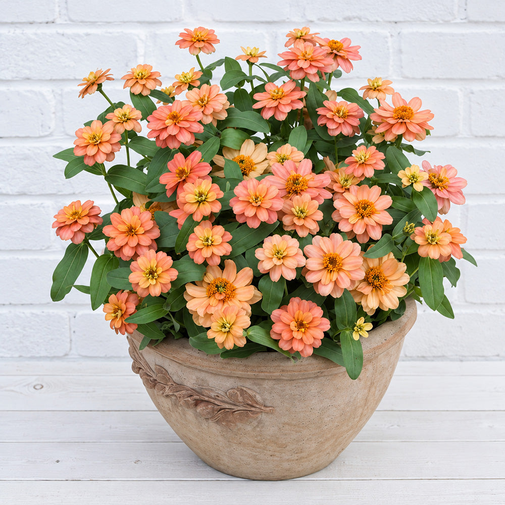 W1339 Profusion Double Deep Salmon Zinnia