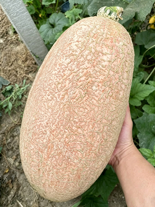 Halloween Pumpkin