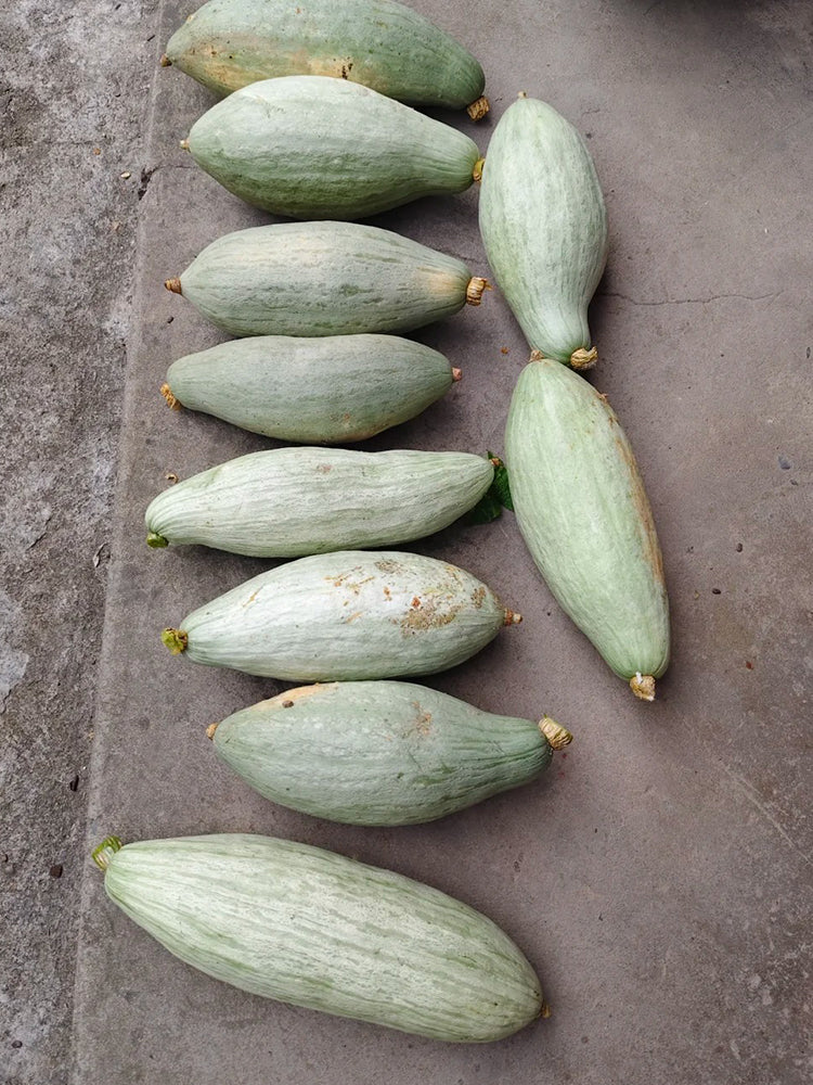 Golden Chestnut Noble Pumpkin