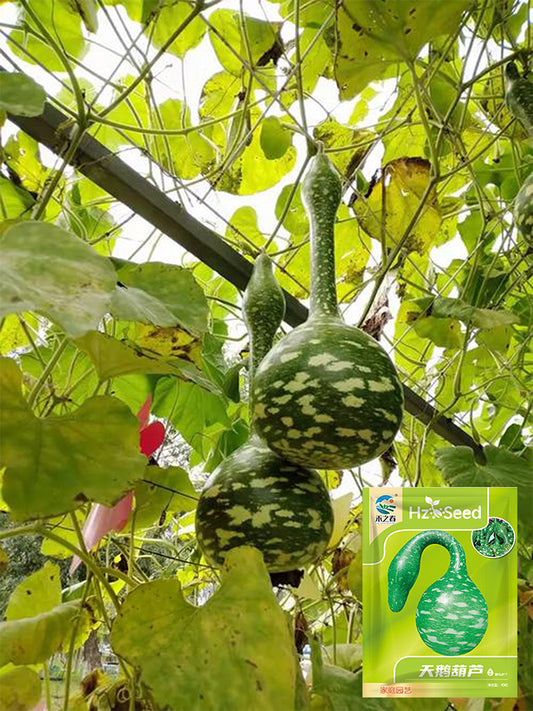 Hezhichun Speckled Swan Gourd