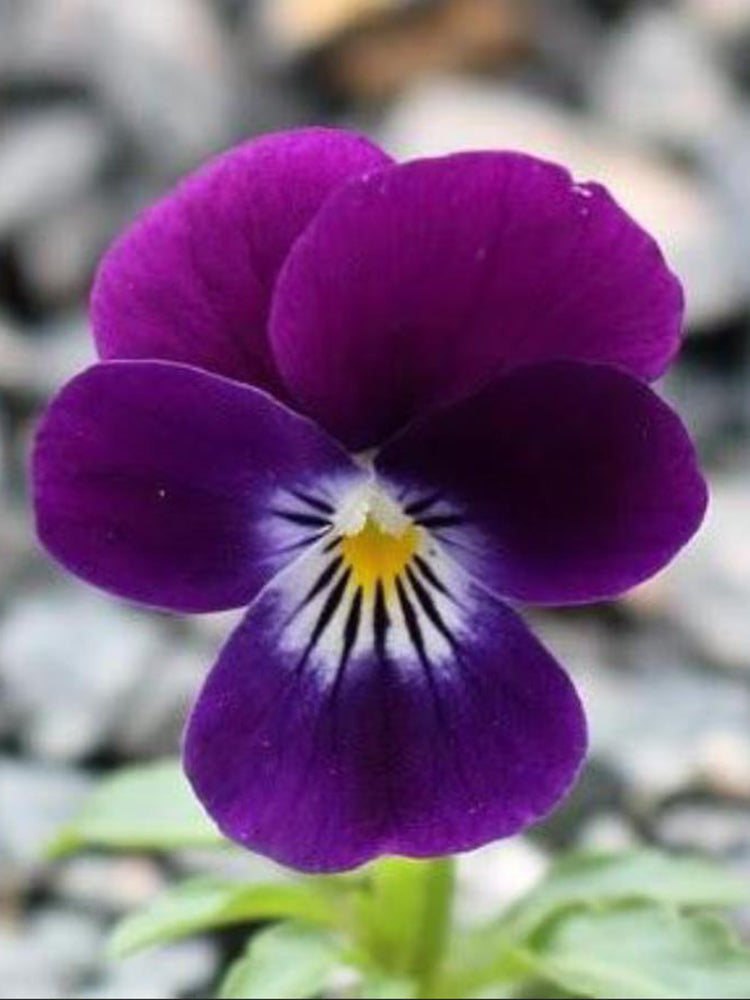 Hezhichun Pansy 'Ziyan'