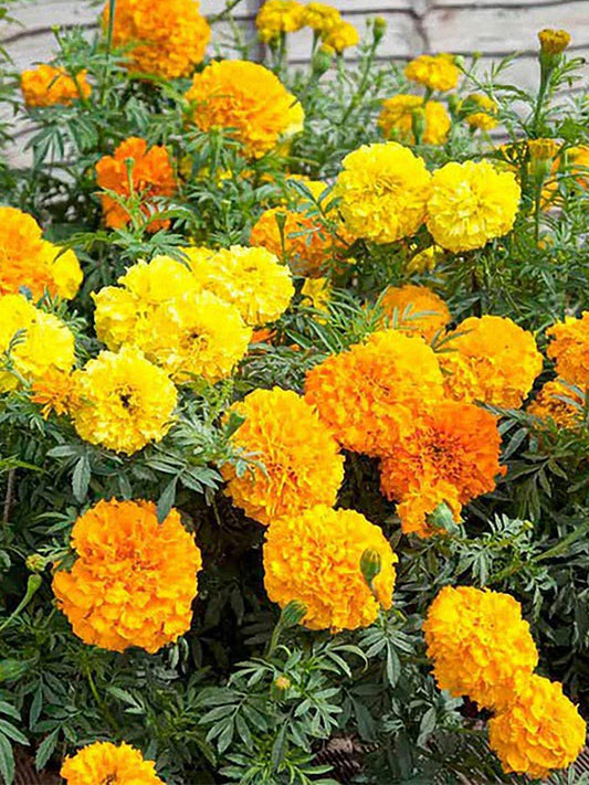 African Marigold (Tagetes erecta)