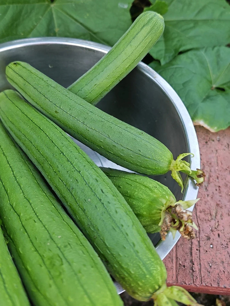 Green Superior Luffa