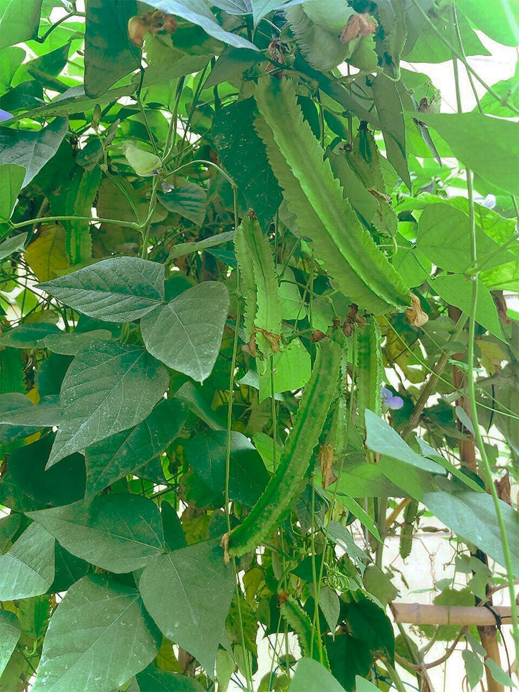 'Nongdianzan' Winged Bean