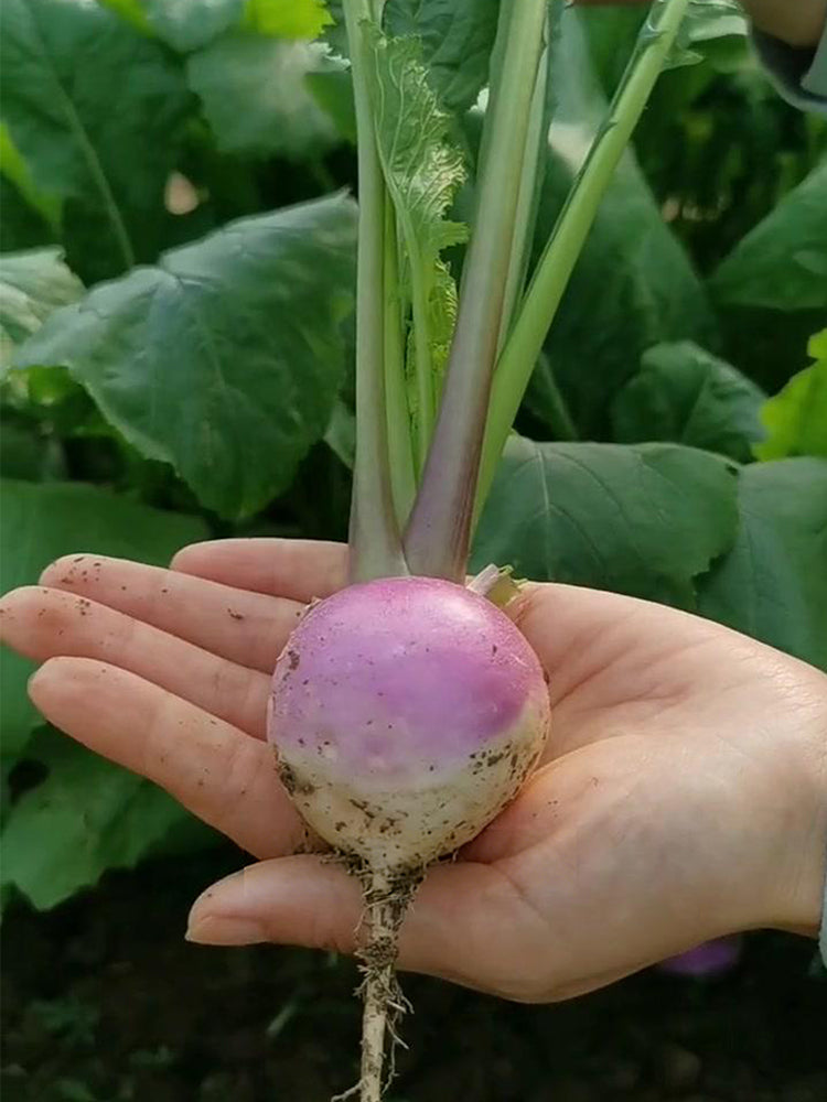 'Lucky' F1 Hybrid Turnip