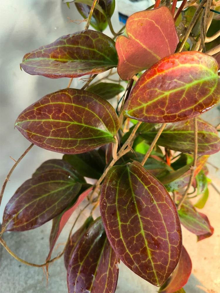 Hoya merrillii Unrooted Stem Cuttings