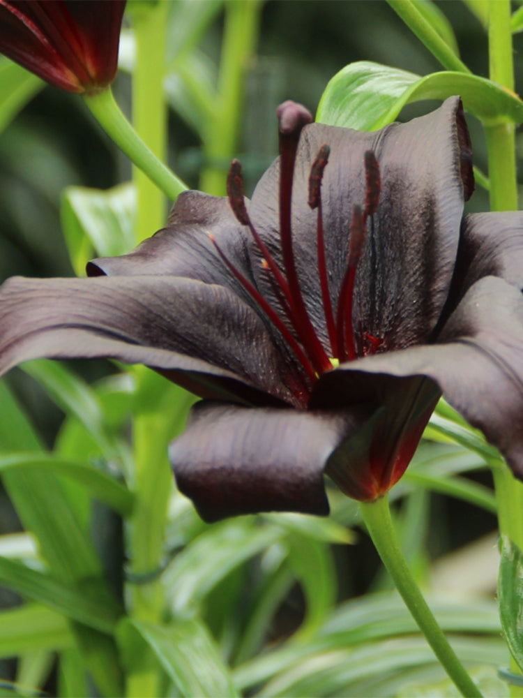 Lilium 'Black Knight'