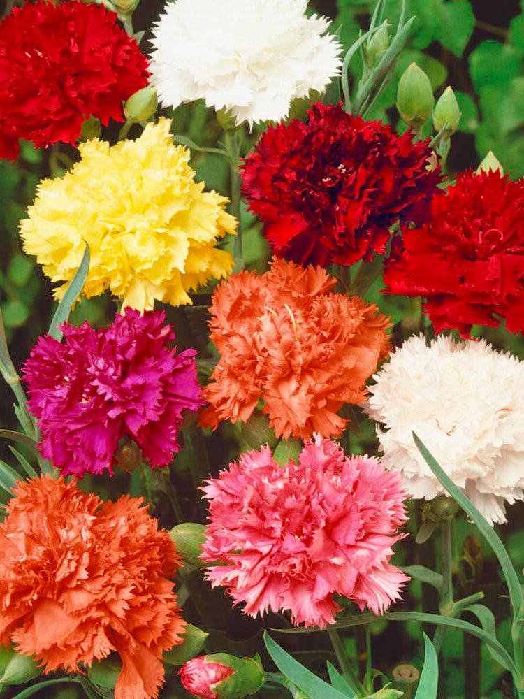 Chabaud Mixed Color Carnation