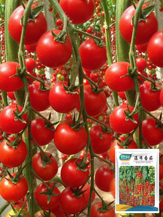 'Waterfall Red Cluster' Cherry Tomato