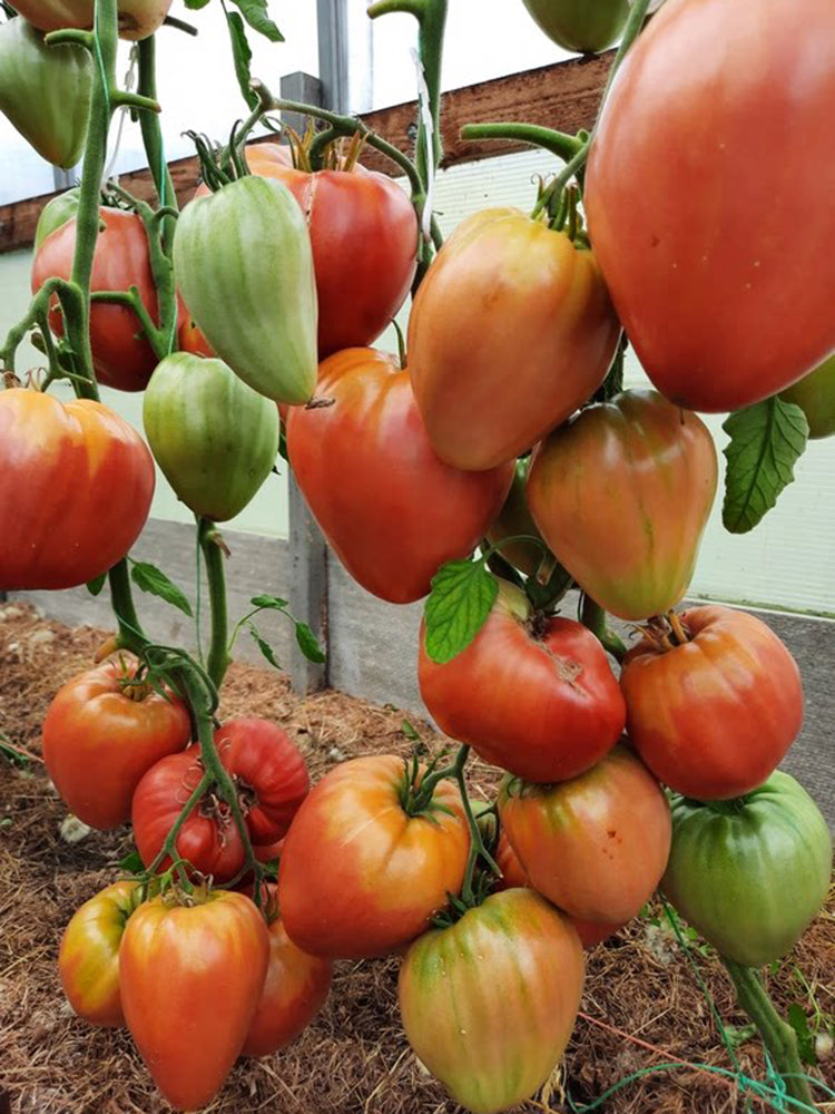 1064 Minusinsk Lord Tomato