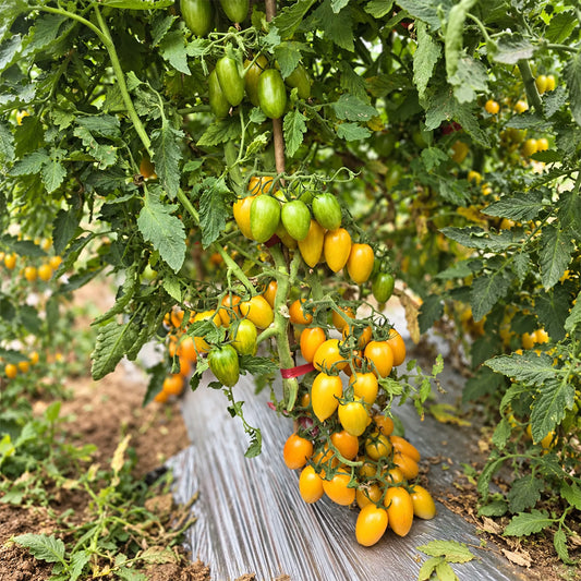 181 Tennessee Surprise Yellow Plum Tomato