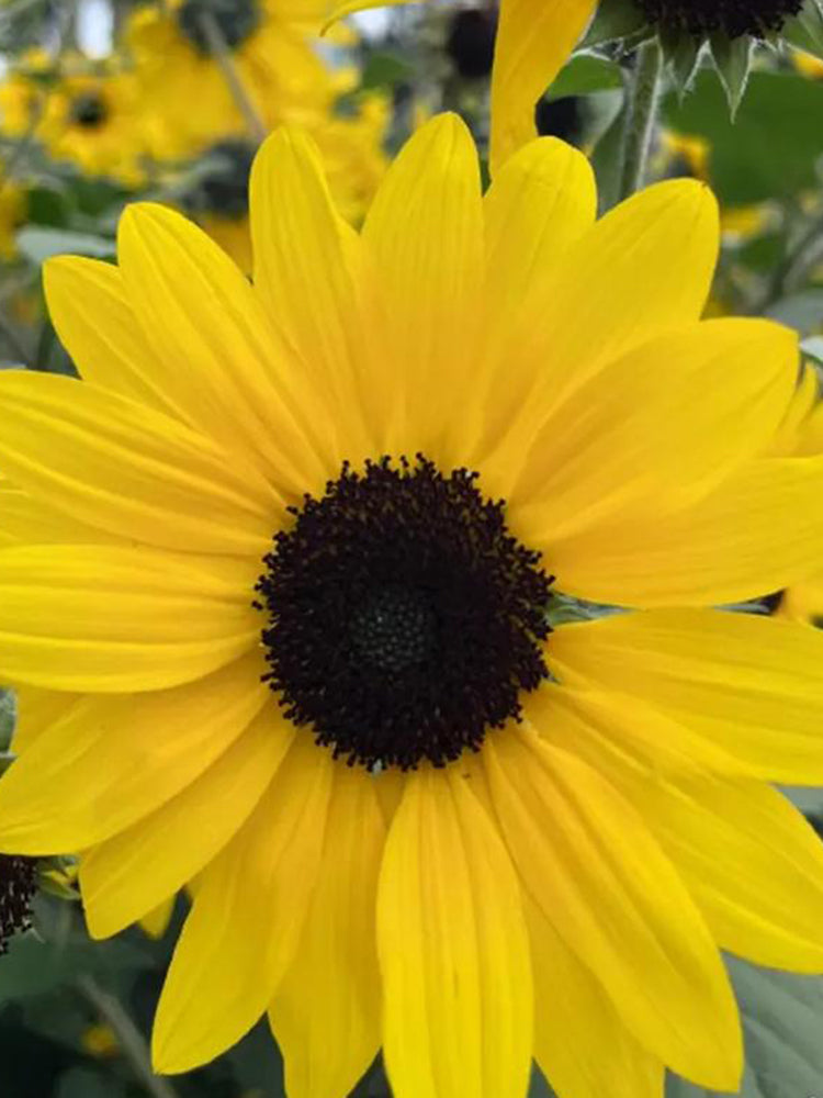Yellow Rose Sunflower