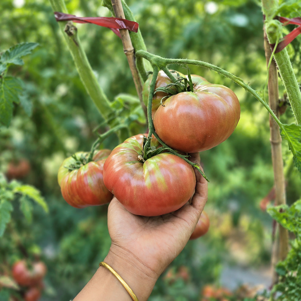 73 Polaris Tomato