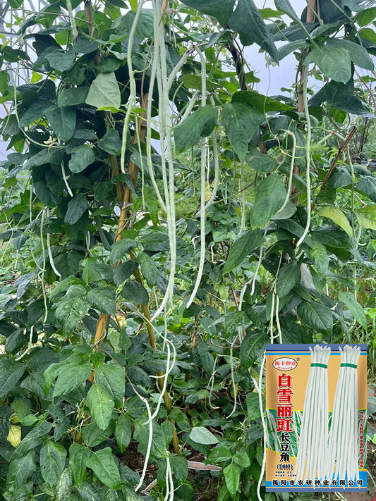 Baixue Lihong Yardlong Bean