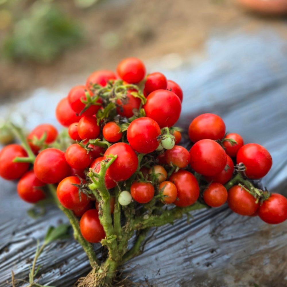 763 Tiny Bird Micro Tomato