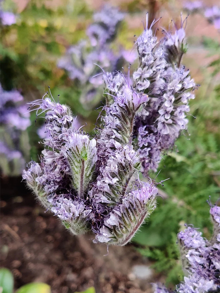 Lacy Phacelia