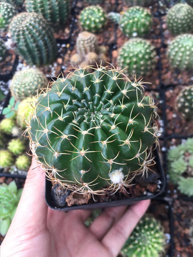 Lobivia Cactus