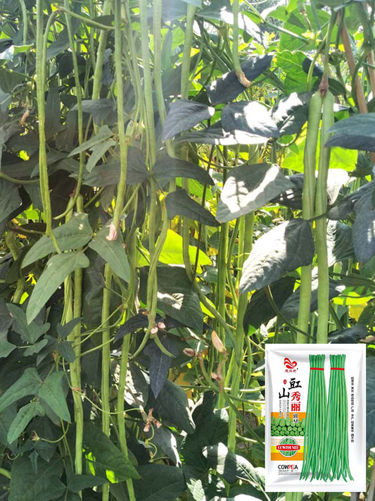 'Jiangshan Xiuli' Cowpea