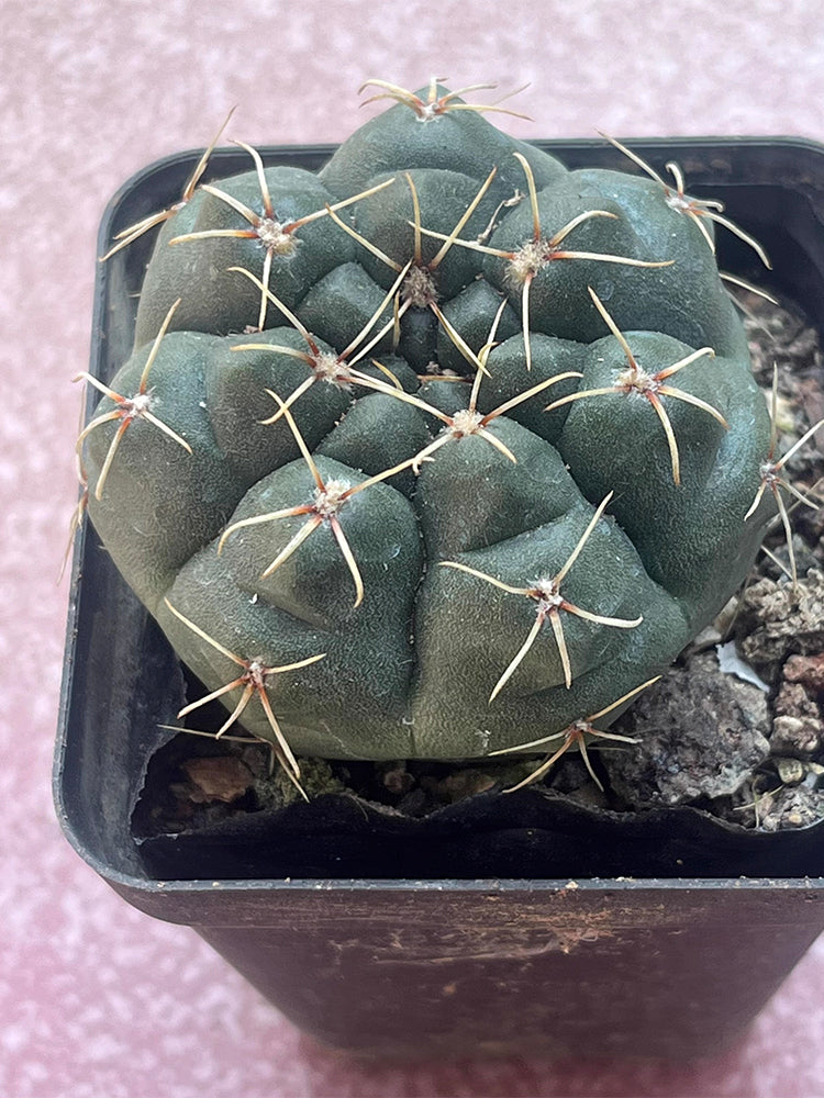 Baldian's Gymnocalycium Cactus