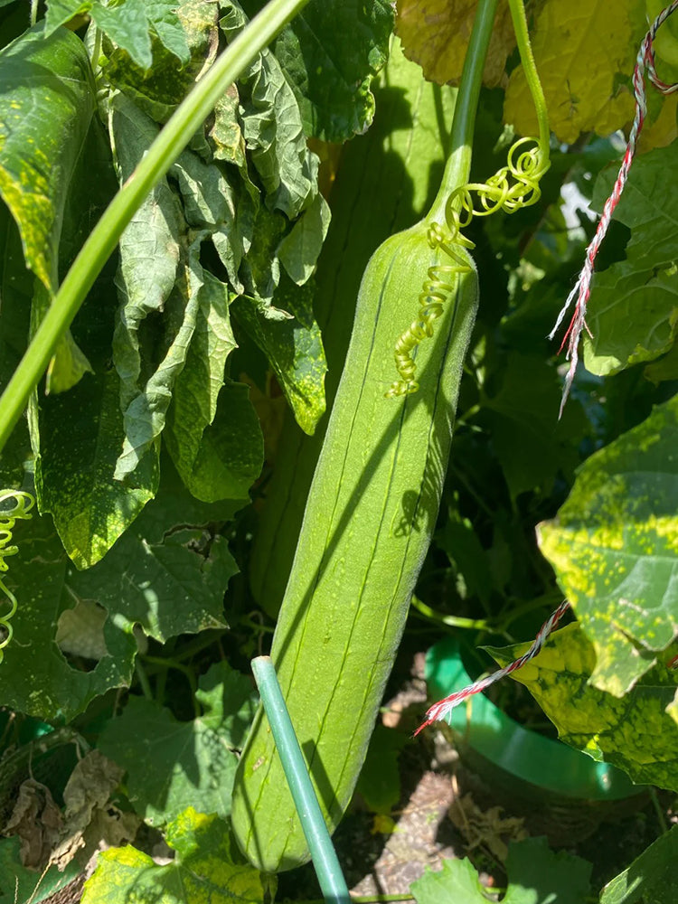 Yushuai Smooth Luffa