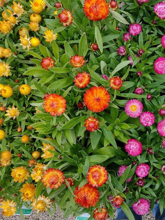 Tall Strawflower Mix