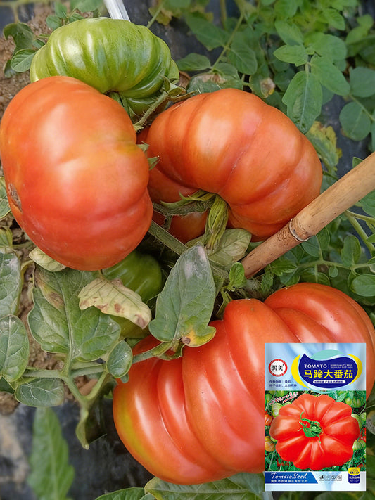 Horseshoe Large Tomato