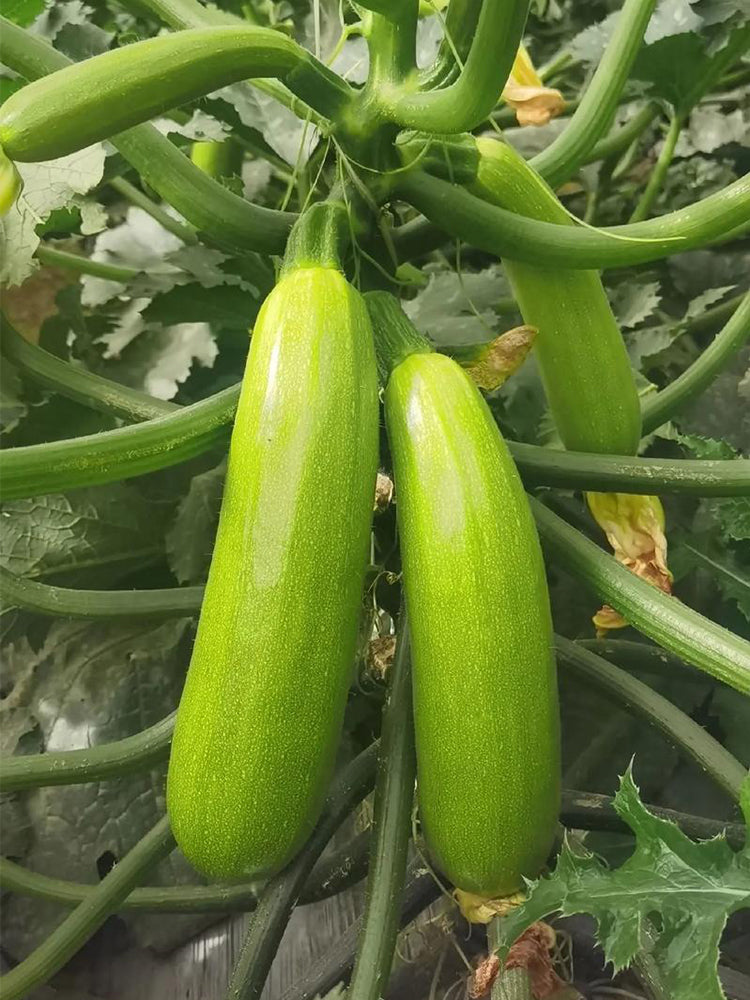 'Yalimei' Zucchini