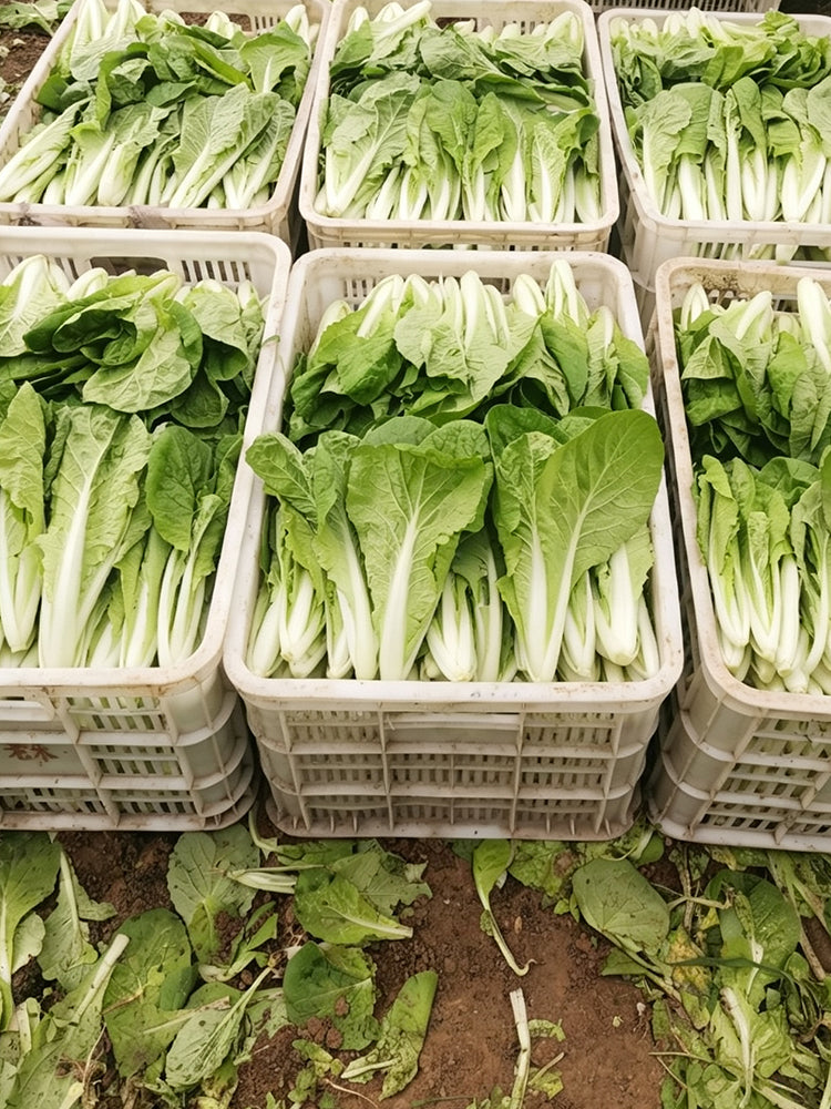 'Jiemei Golden Sweet' Bok Choy