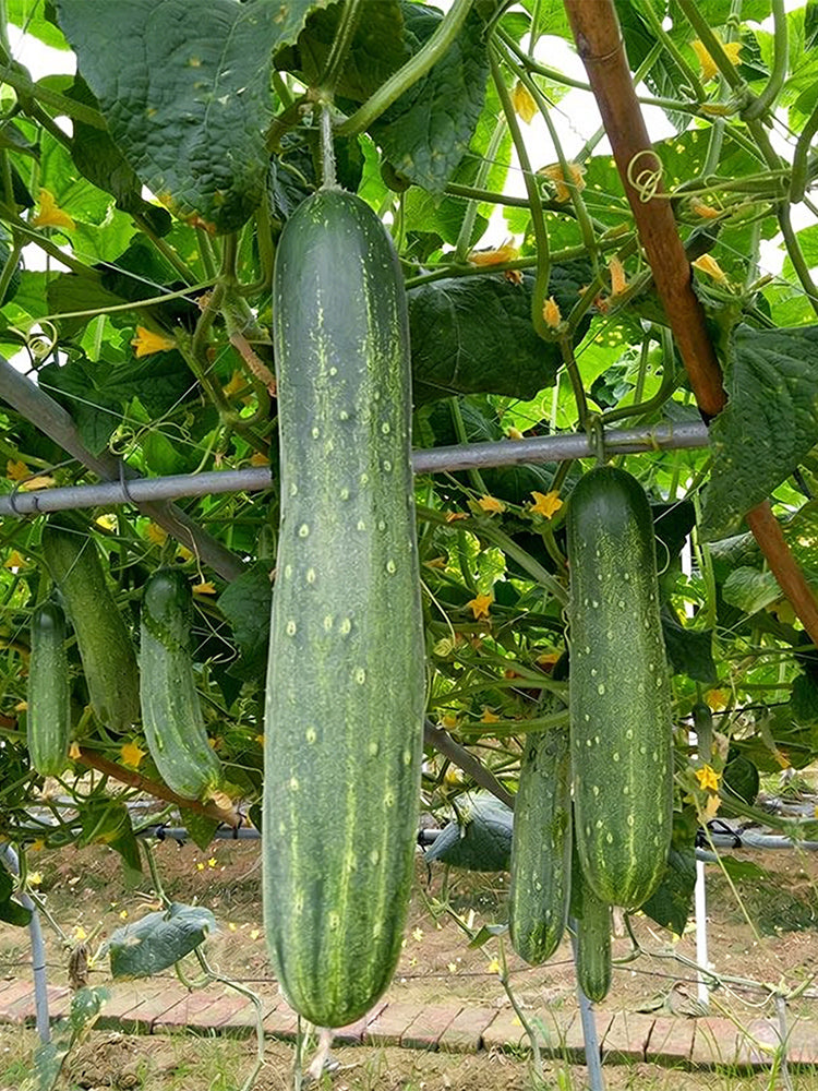 'Jiefeng No.8' Hybrid Cucumber