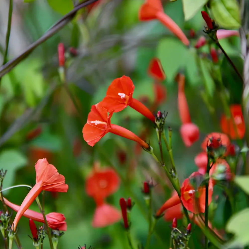 W956 Orange-Red Roundleaf Morning Glory