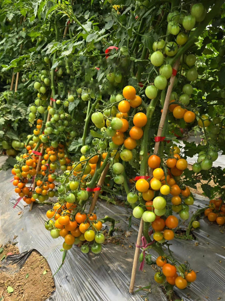 'Golden Amour' Tomato