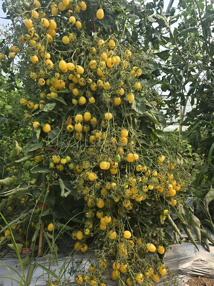 1074 Sandstorm Tomato