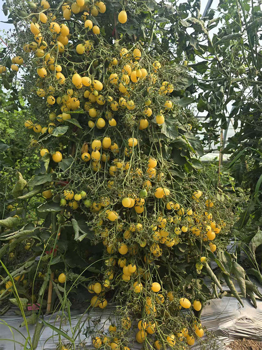 1074 Sandstorm Tomato