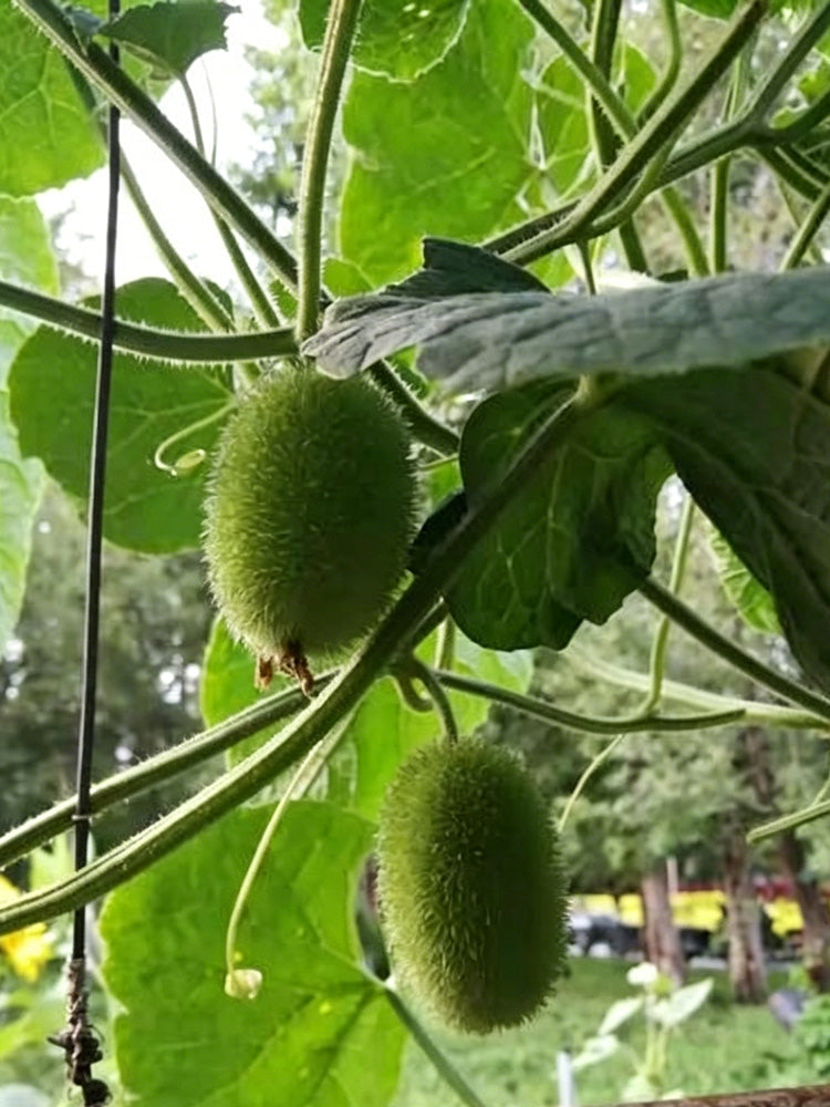 Little Hedgehog Cucumber