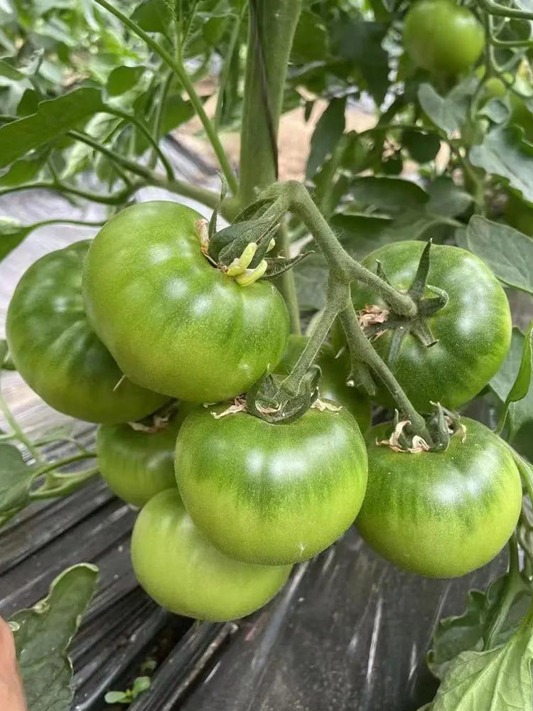 Xingchi Big Strawberry Tomato