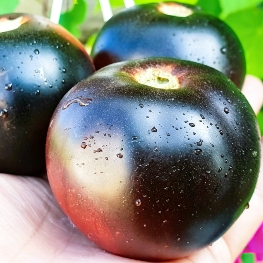 792 Dwarf Gondwana Thunder Tomato