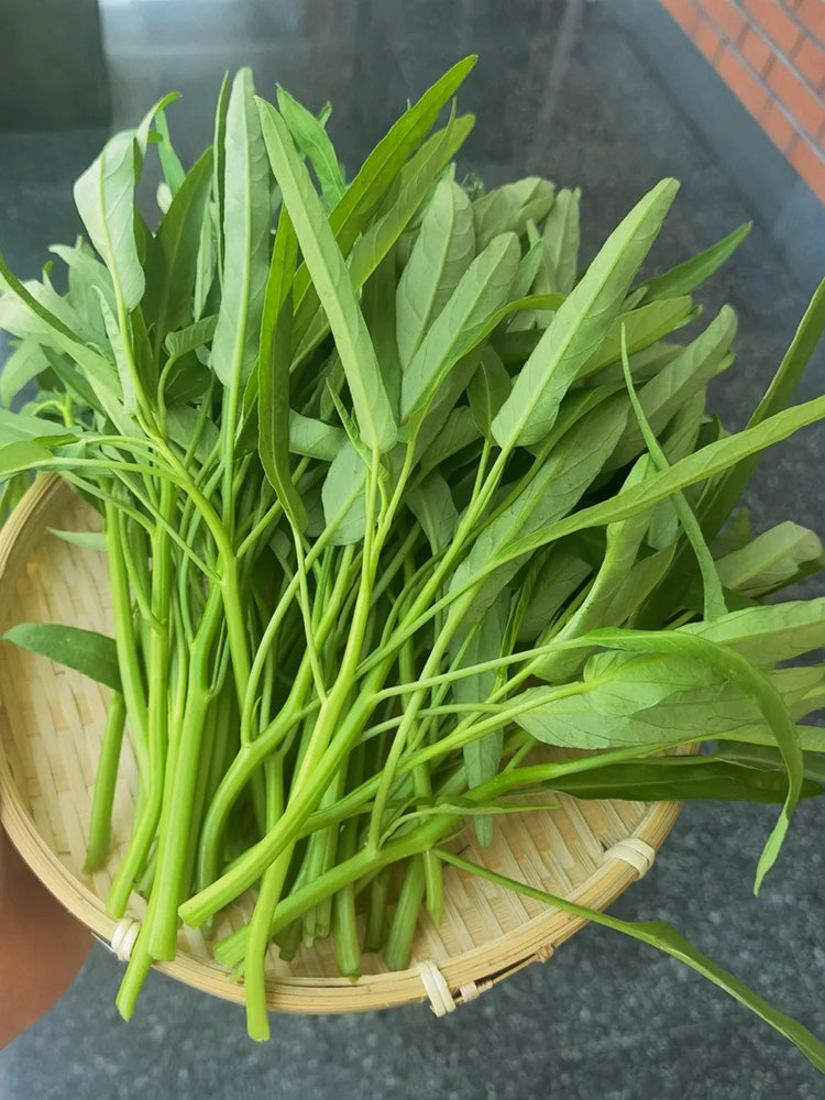 Jiemei New Green Willow Leaf Water Spinach