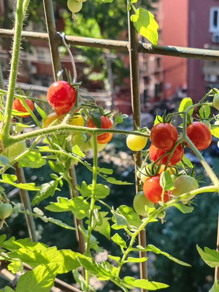 Hanging Tomato