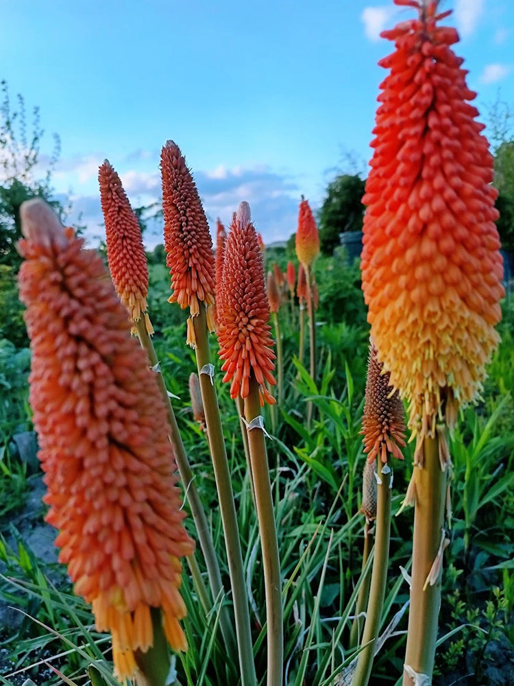 Torch Lily