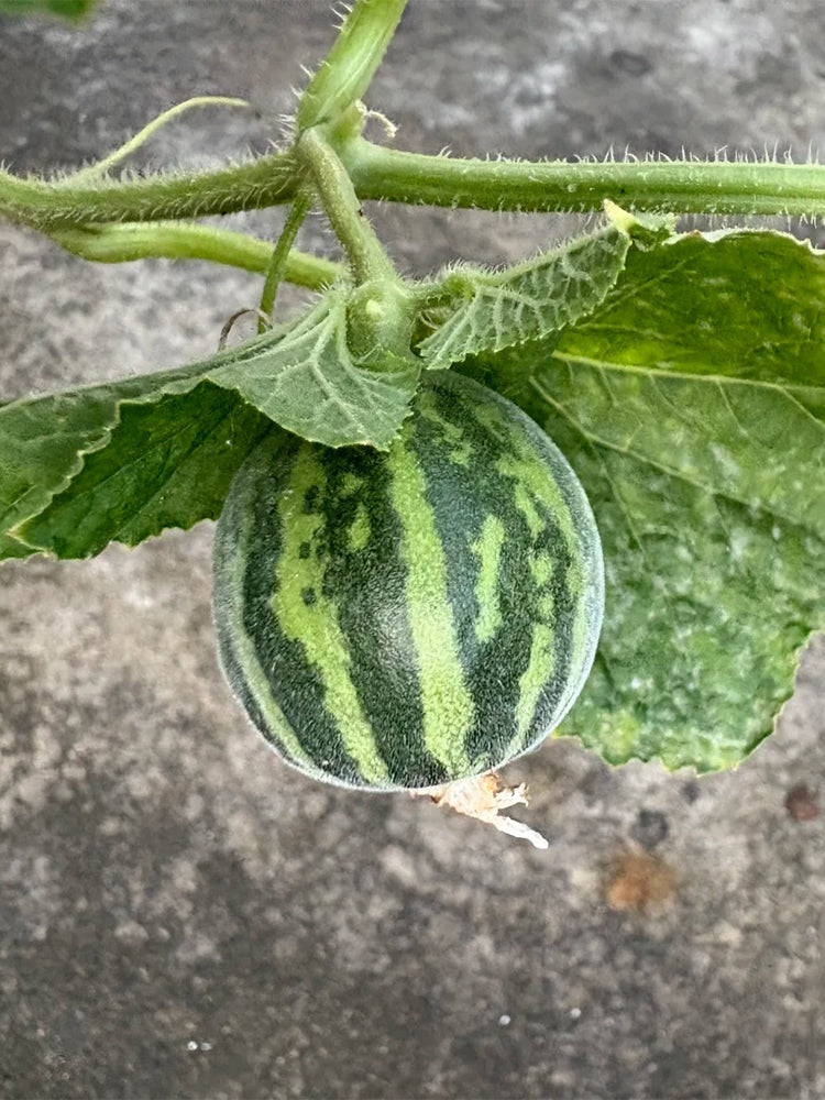 Tiger Melon