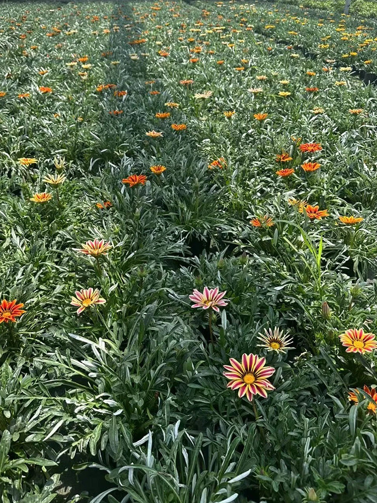 Gazania