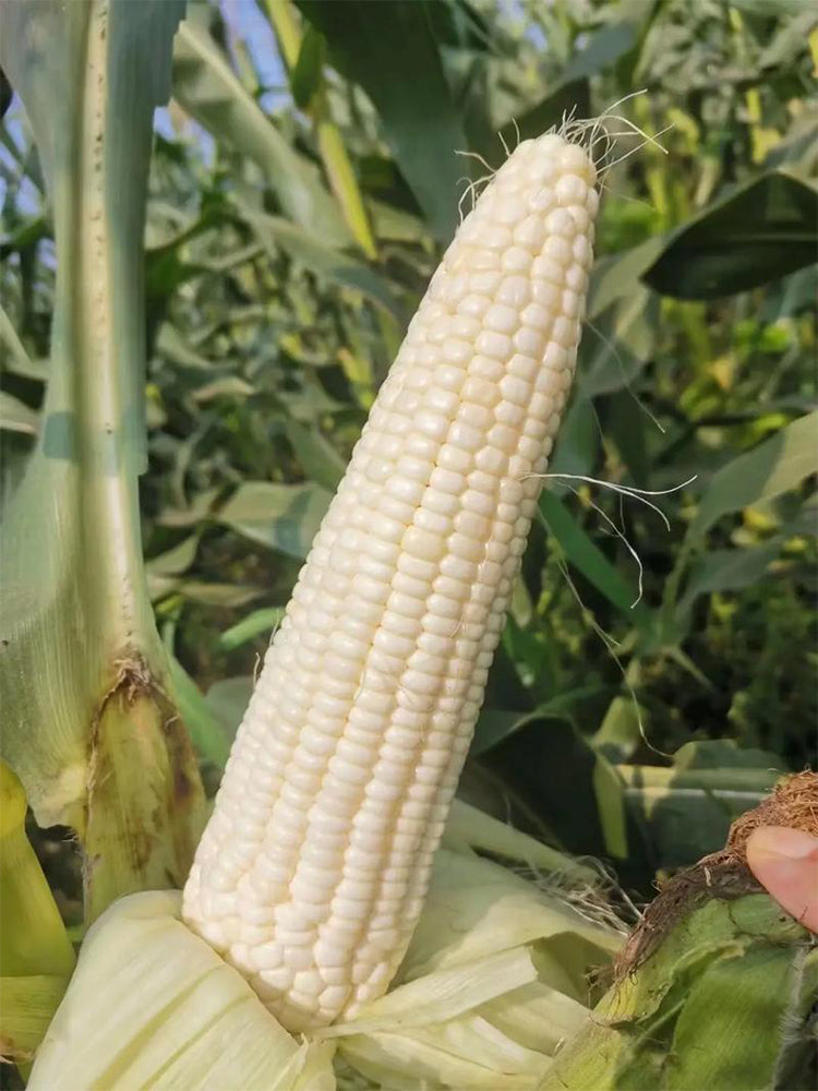 Huanuo No.2 Waxy Corn