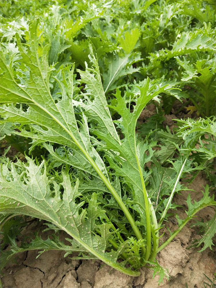 Hybrid Potherb Mustard