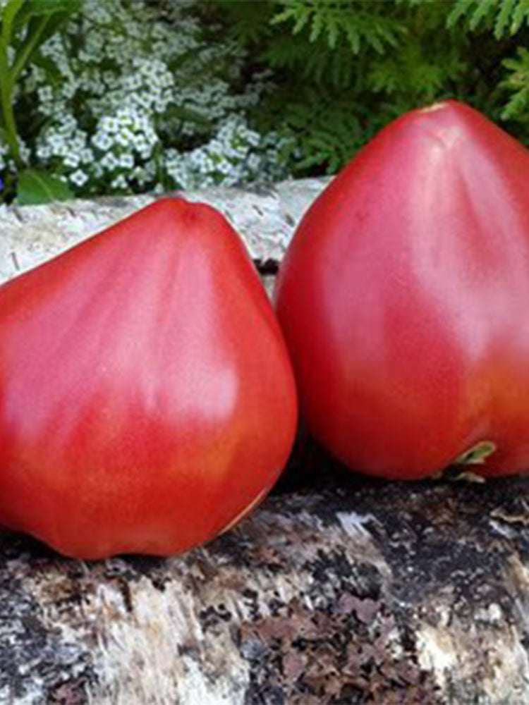909 Wolford Wonder Tomato
