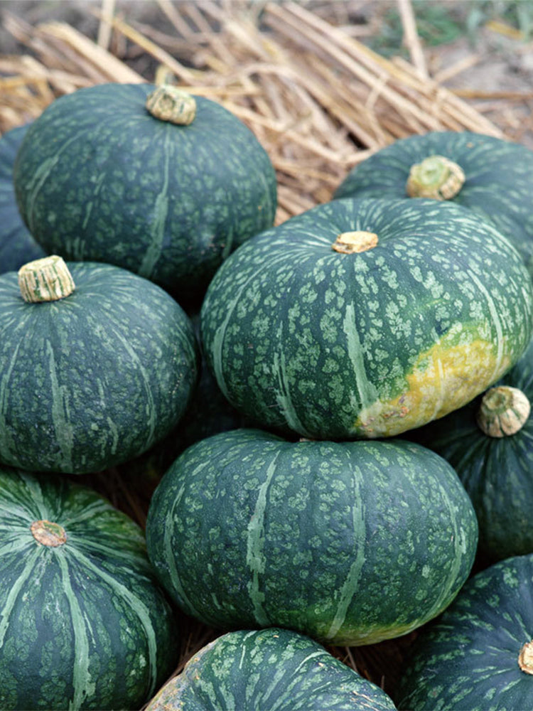Chinese Pumpkin